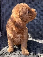 Milo, a male Poodle - Toy  for sale in Alameda, CA – Photo 3 of 5