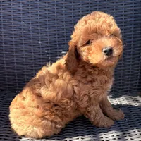 Milo, a male Poodle - Toy  for sale in Alameda, CA – Photo 4 of 5