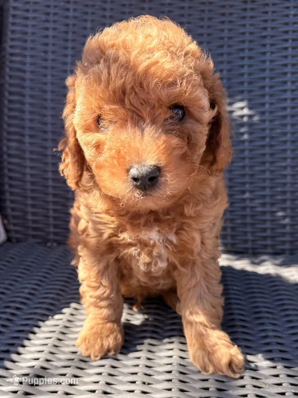 Milo, a male Poodle - Toy  for sale in Alameda, CA – Photo 1 of 5