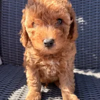 Milo, a male Poodle - Toy  for sale in Alameda, CA – Photo 1 of 5