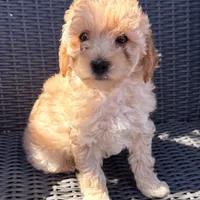 Blaze, a male Poodle - Toy  for sale in Alameda, CA – Photo 1 of 3