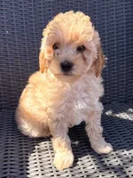 Blaze, a male Poodle - Toy  for sale in Alameda, CA – Photo 1 of 3