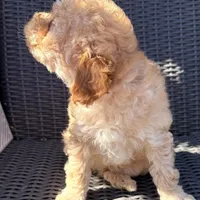 Blaze, a male Poodle - Toy  for sale in Alameda, CA – Photo 2 of 3