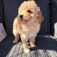 Blaze, a male Poodle - Toy  for sale in Alameda, CA – Photo 3 of 3