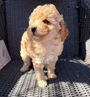 Blaze, a male Poodle - Toy  for sale in Alameda, CA – Photo 3 of 3