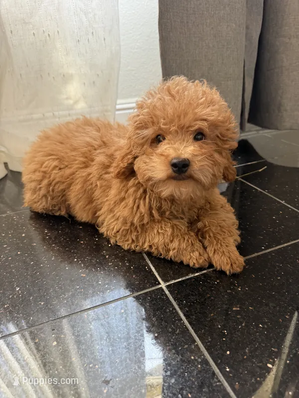Milo – Poodle - Toy  puppy for sale in Alameda, CA