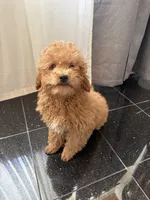 Milo, a male Poodle - Toy  for sale in Alameda, CA – 2 of 2