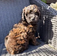 Java, a male Poodle - Toy  for sale in Alameda, CA – Photo 4 of 4