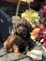 Java, a male Poodle - Toy  for sale in Alameda, CA – Photo 1 of 4