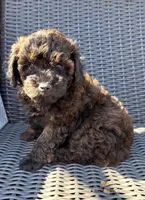 Java, a male Poodle - Toy  for sale in Alameda, CA – Photo 3 of 4