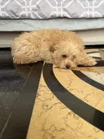Blaze (PENDING), a male Poodle - Toy  for sale in Alameda, CA – 2 of 2