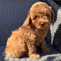 Luca- RESERVED, a male Poodle - Toy  for sale in Alameda, CA – Photo 1 of 4