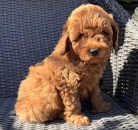 Luca , a male Poodle - Toy  for sale in Alameda, CA – Photo 1 of 4