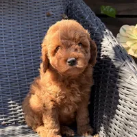 Luca- RESERVED, a male Poodle - Toy  for sale in Alameda, CA – Photo 2 of 4