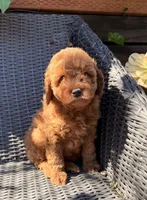 Luca , a male Poodle - Toy  for sale in Alameda, CA – Photo 2 of 4