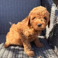 Luca- RESERVED, a male Poodle - Toy  for sale in Alameda, CA – Photo 4 of 4