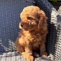 Luca- RESERVED, a male Poodle - Toy  for sale in Alameda, CA – Photo 3 of 4