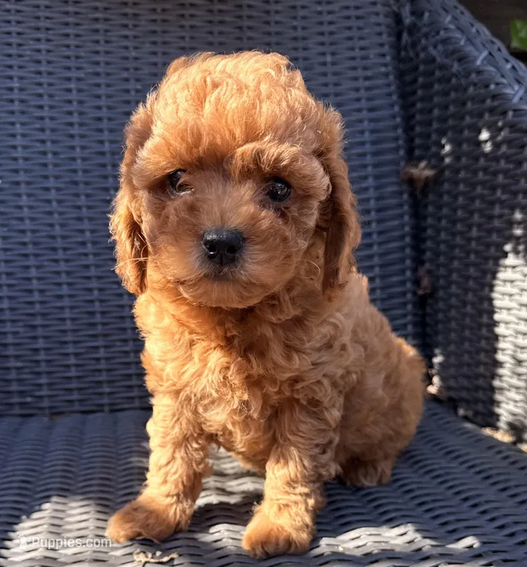 Rua, a female Poodle - Toy  for sale in Alameda, CA – Photo 1 of 4