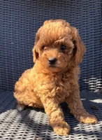 Rua, a female Poodle - Toy  for sale in Alameda, CA – Photo 3 of 4