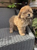 Maple, a female Poodle - Toy  for sale in Alameda, CA – 4 of 4