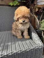 Maple, a female Poodle - Toy  for sale in Alameda, CA – 2 of 4