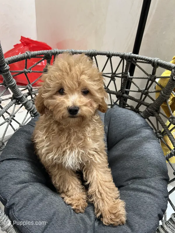 Rosie (AKC), a female Poodle - Toy  for sale in Alameda, CA – Photo 1 of 3