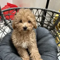 Rosie (AKC), a female Poodle - Toy  for sale in Alameda, CA – Photo 1 of 3