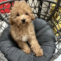 Rosie (AKC), a female Poodle - Toy  for sale in Alameda, CA – Photo 2 of 3