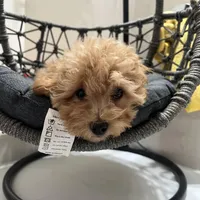 Rosie (AKC), a female Poodle - Toy  for sale in Alameda, CA – Photo 3 of 3