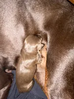 Singleton, a male Doberman Pinscher for sale in Las Vegas, NV – Photo 3 of 9