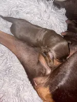 Singleton, a male Doberman Pinscher for sale in Las Vegas, NV – Photo 7 of 9