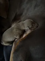 Singleton, a male Doberman Pinscher for sale in Las Vegas, NV – Photo 6 of 9