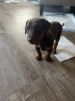 Singleton, a male Doberman Pinscher for sale in Las Vegas, NV – Photo 2 of 9