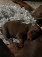 Singleton, a male Doberman Pinscher for sale in Las Vegas, NV – Photo 8 of 9