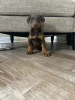 Singleton, a male Doberman Pinscher for sale in Las Vegas, NV – Photo 1 of 9