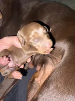 Singleton, a male Doberman Pinscher for sale in Las Vegas, NV – Photo 4 of 9