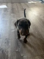 Singleton, a male Doberman Pinscher for sale in Las Vegas, NV – Photo 9 of 9