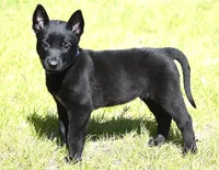 Blue Collar Belgian Malinois Male Puppy, a male Belgian Malinois for sale in Oregon, OR – 2 of 5