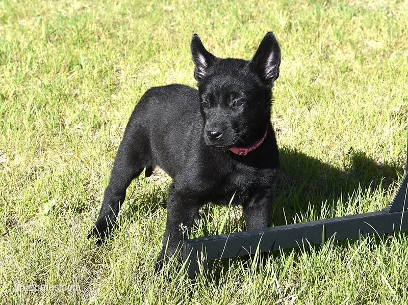 Pink Collar Belgian Malinois Female Puppy – Belgian Malinois puppy for sale in Oregon, OR