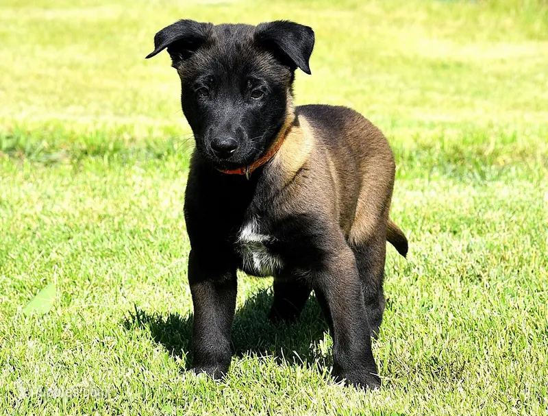 Orange Collar European Belgian Malinois Male Puppy – Belgian Malinois puppy for sale in Oregon, OR