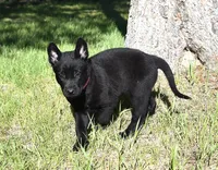 Pink Collar Belgian Malinois Female Puppy, a male Belgian Malinois for sale in Oregon, OR – 3 of 5