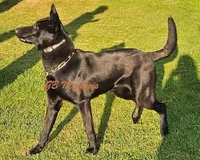 Yellow Collar European Belgian Malinois Male Puppy, a male Belgian Malinois for sale in Oregon, OR – 5 of 5