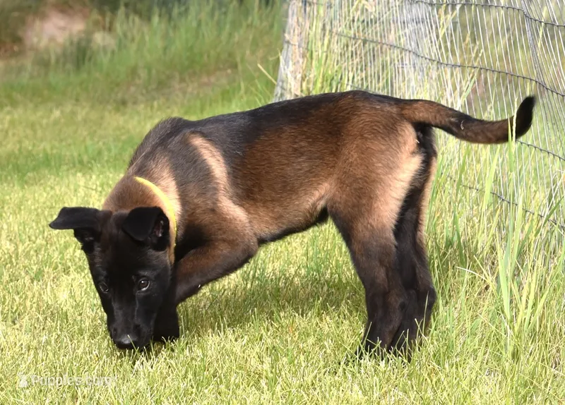 Yellow Collar European Belgian Malinois Male Puppy – Belgian Malinois puppy for sale in Oregon, OR