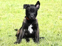 Orange Collar European Belgian Malinois Male Puppy, a male Belgian Malinois for sale in Oregon, OR – 2 of 5