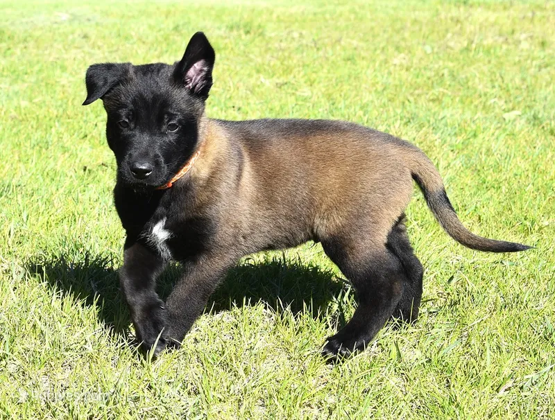 Orange Collar European Belgian Malinois Male Puppy – Belgian Malinois puppy for sale in Oregon, OR
