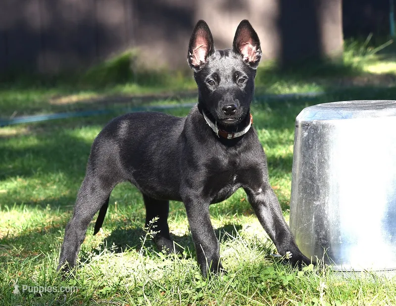 Tan Collar European Belgian Malinois Male Puppy – Belgian Malinois puppy for sale in Oregon, OR