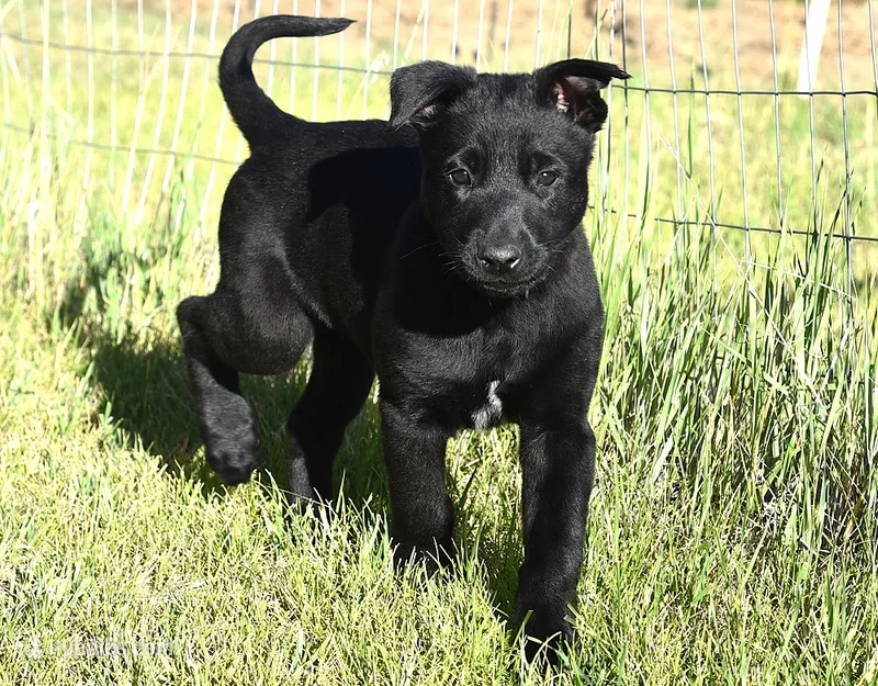 Blue Collar European Belgian Malinois Male Puppy – Belgian Malinois puppy for sale in Oregon, OR