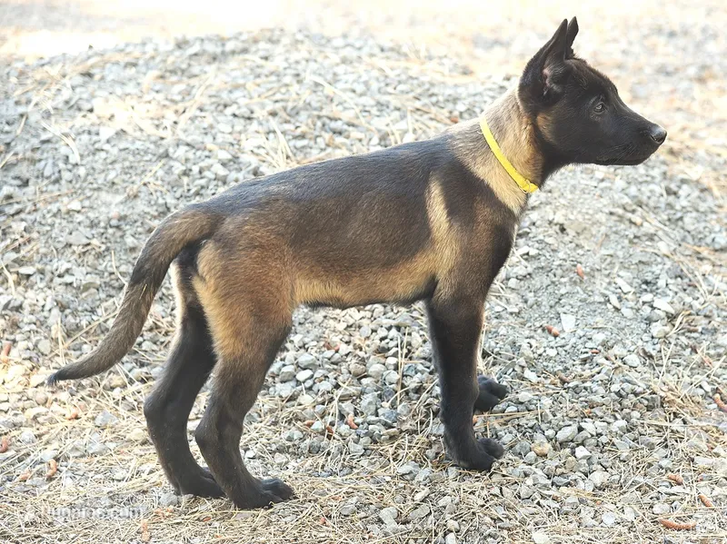 Yellow Collar European Belgian Malinois Male Puppy – Belgian Malinois puppy for sale in Oregon, OR