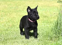 Pink Collar Belgian Malinois Female Puppy, a male Belgian Malinois for sale in Oregon, OR – 2 of 5