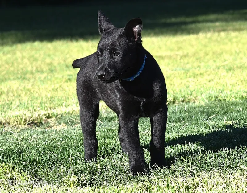 Blue Collar European Belgian Malinois Male Puppy – Belgian Malinois puppy for sale in Oregon, OR